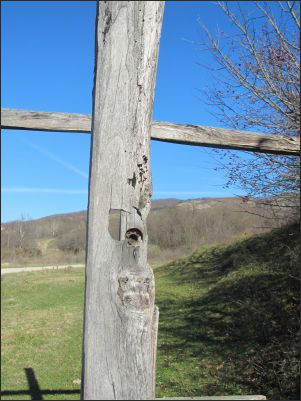 Nelu Tilie.jpg