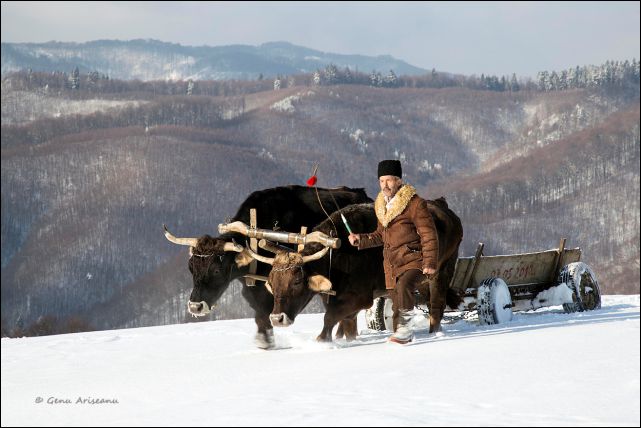 Tartarestii de Jos Genu Ariseanu 2019.jpg Tartarestii de Jos Genu Ariseanu 2019.jpg